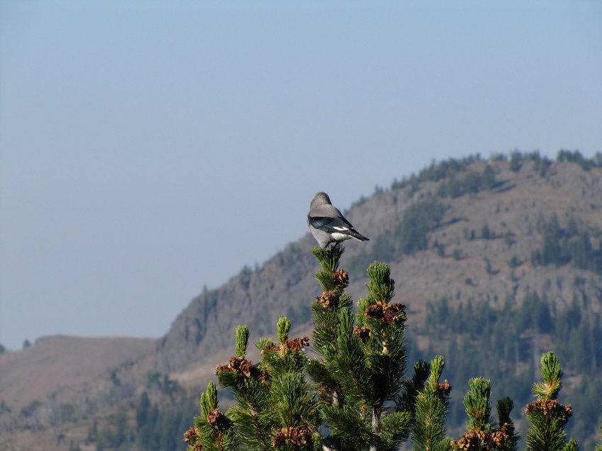 Casse-noix d'Amérique sur un pin