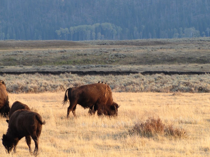 Bisons dans Lamar Valley