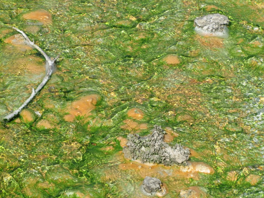 Thermophiles à Norris Geyser Basin