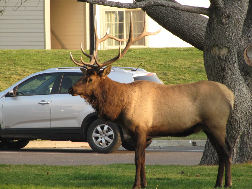 Élan mâle à Mammoth Hot Springs