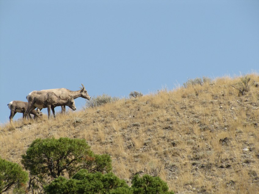 Mouflons femelles (Bighorn sheep)